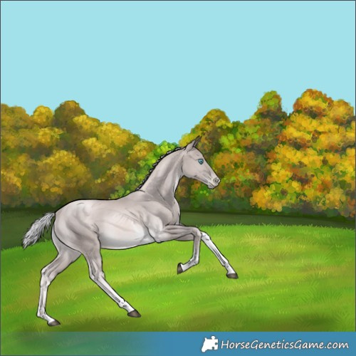 Horse Color:Platinum White Spotted Chocolate Palomino Snowdrop Tobiano Rabicano 