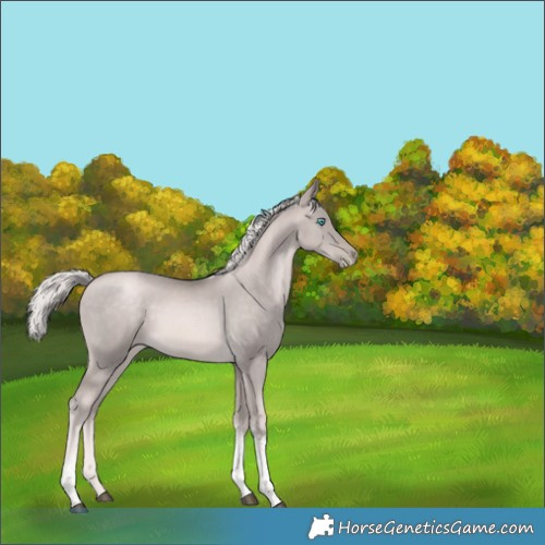 Horse Color:Platinum White Spotted Chocolate Palomino Snowdrop Tobiano Rabicano 