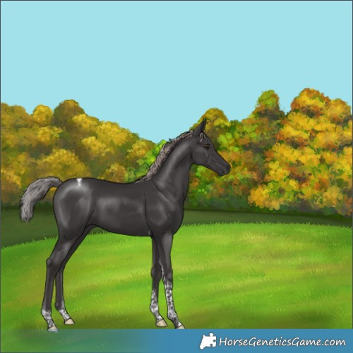 Horse Color:Platinum Liver Chestnut Tobiano 