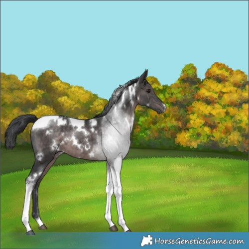 Horse Color:Platinum White Spotted Brown Tobiano 