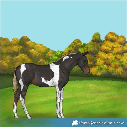 Horse Color:Liver Chestnut Tobiano 