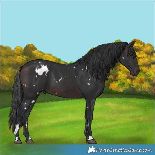 Horse Color:White Spotted Brown