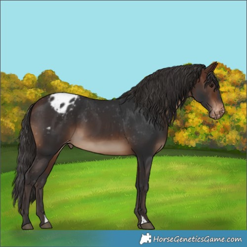 Horse Color:Brown Varnish