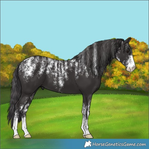 Horse Color:Powder White Smoky Black