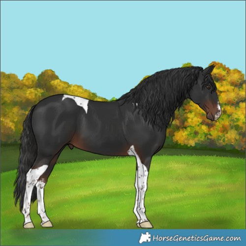 Horse Color:White Spotted Liver Chestnut Tobiano