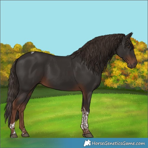 Horse Color:Liver Chestnut Tobiano 