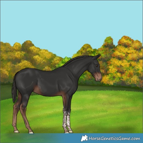 Horse Color:Unknown