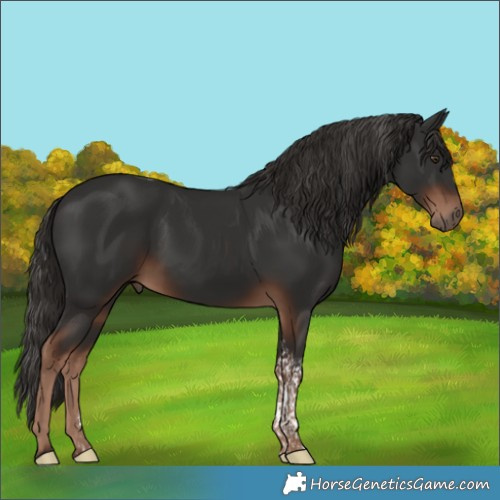 Horse Color:Liver Chestnut Tobiano