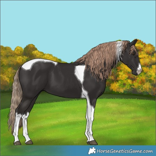 Horse Color:White Spotted Liver Chestnut Tobiano