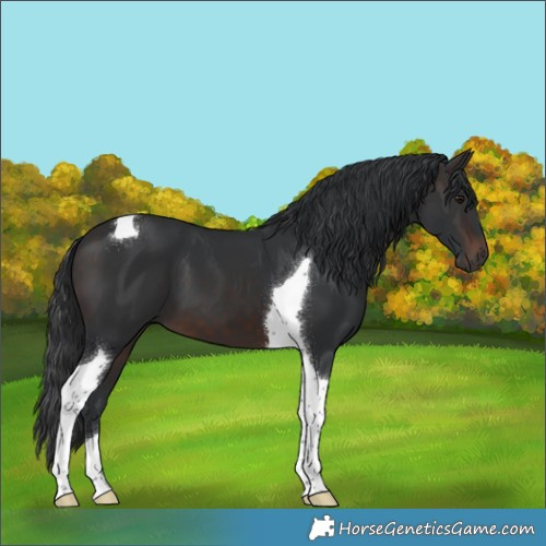 Horse Color:Brown Tobiano 