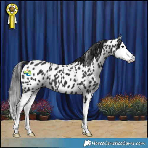Horse Color:Black Splash Appaloosa