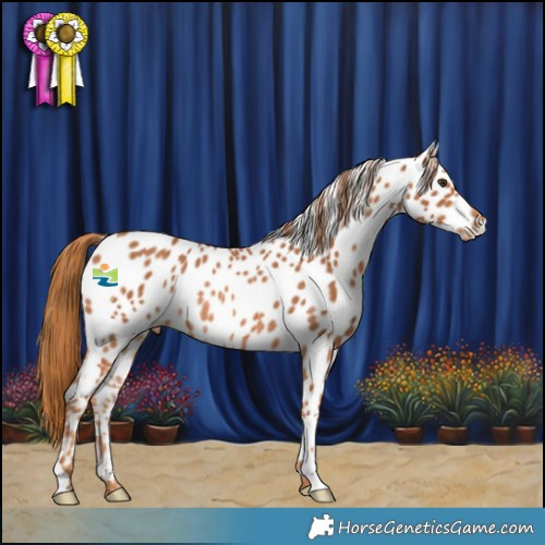 Horse Color:Chestnut Appaloosa Rabicano 