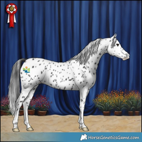 Horse Color:Black Appaloosa