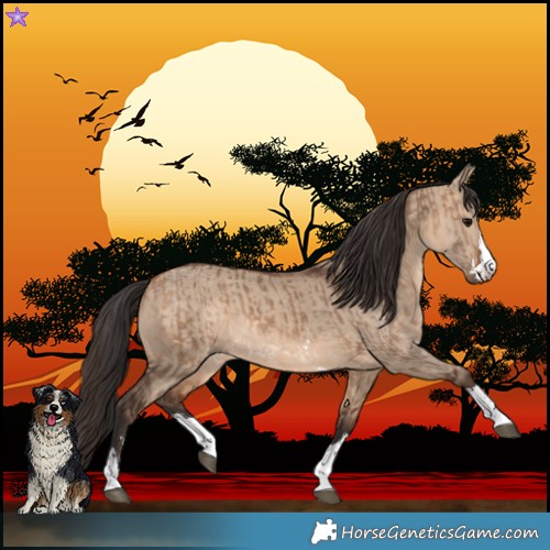 Horse Color:Brown Dun and Brown Dun