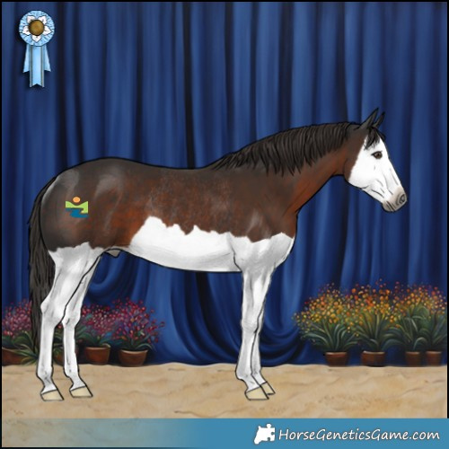 Horse Color:Gray Liver Chestnut Splash Rabicano