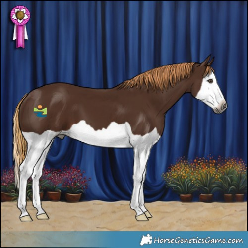 Horse Color:Gray Chestnut Splash