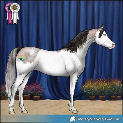 Horse Color:Bay Roan Splash Appaloosa 