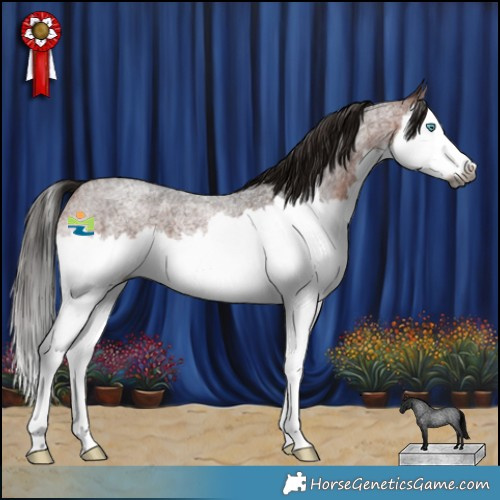 Horse Color:Gray Bay Roan Splash