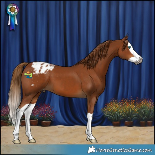 Horse Color:Gray Chestnut Splash Appaloosa