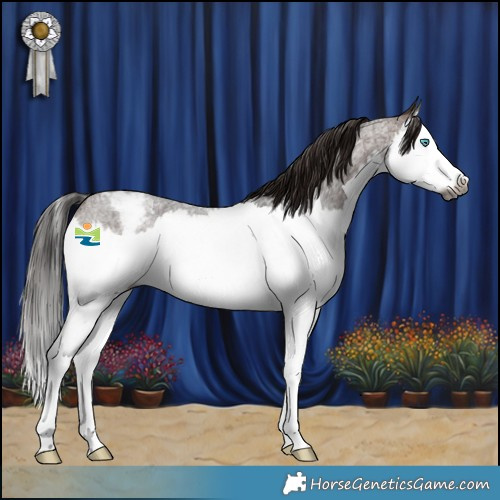 Horse Color:Gray Bay Roan Splash Appaloosa