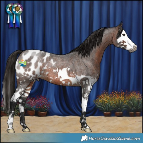 Horse Color:Gray Bay Roan Splash Appaloosa