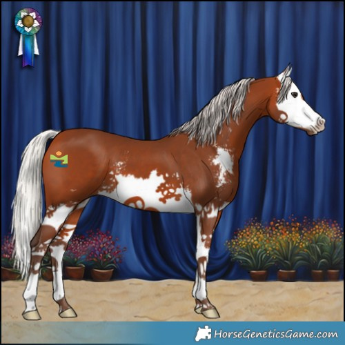 Horse Color:Silver Bay Sabino Splash