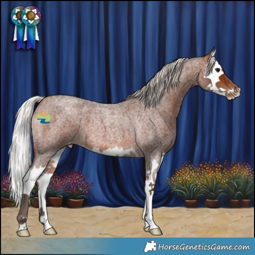 Horse Color:Silver Bay Roan Splash Appaloosa 