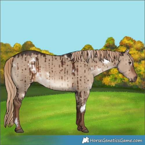 Horse Color:White Spotted Liver Red Dun Rabicano Brindle