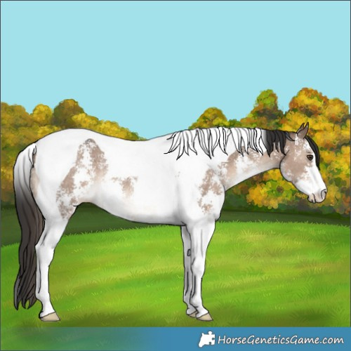 Horse Color:Liver Red Dun Sabino Tobiano Rabicano