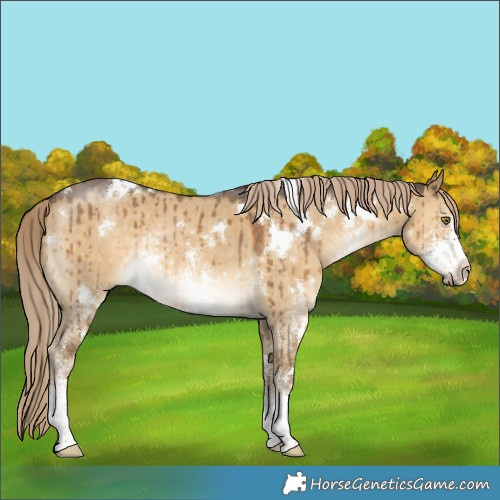 Horse Color:White Spotted Chocolate Palomino Dun Sabino Rabicano Brindle 