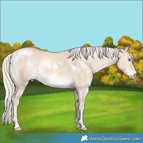 Horse Color:White Spotted Cremello Dun Rabicano