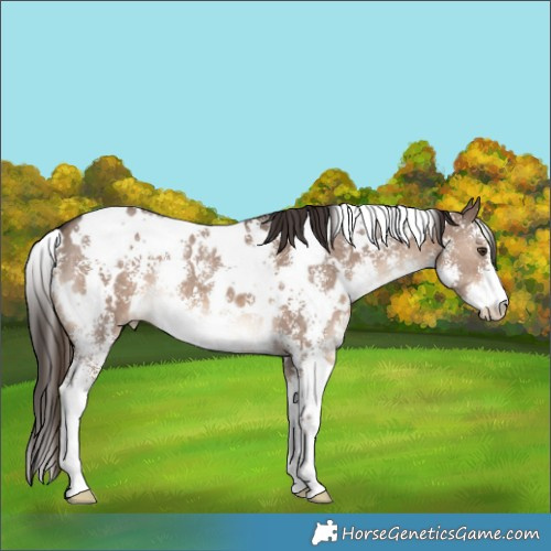 Horse Color:White Spotted Liver Red Dun Sabino Brindle
