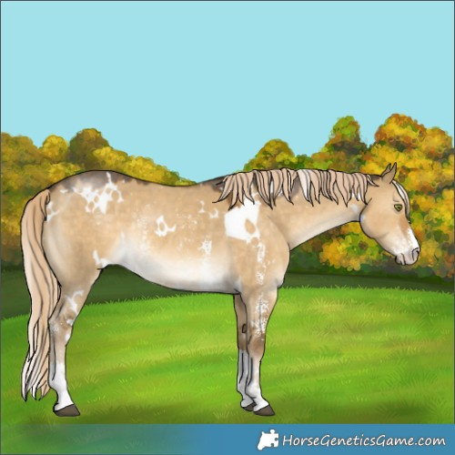 Horse Color:White Spotted Chocolate Palomino Dun Mushroom Sabino Rabicano