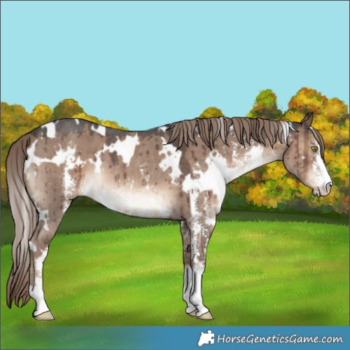 Horse Color:White Spotted Liver Red Dun Sabino Rabicano Brindle