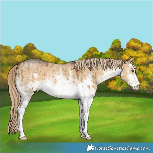 Horse Color:White Spotted Chocolate Palomino Dun Sabino Rabicano Brindle
