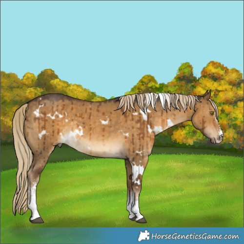 Horse Color:White Spotted Chocolate Palomino Dun Sabino Brindle