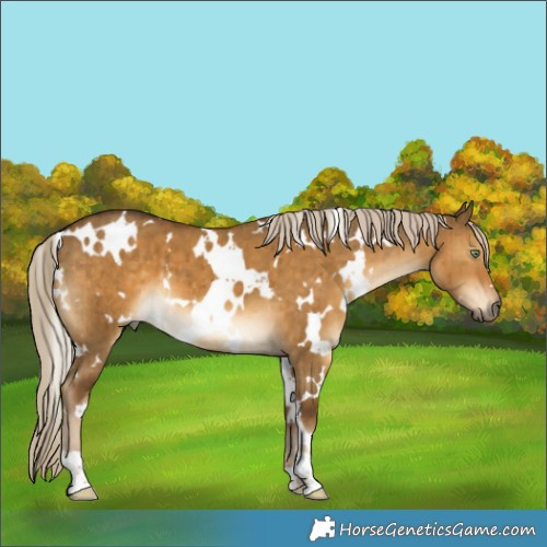 Horse Color:White Spotted Chocolate Palomino Dun Brindle