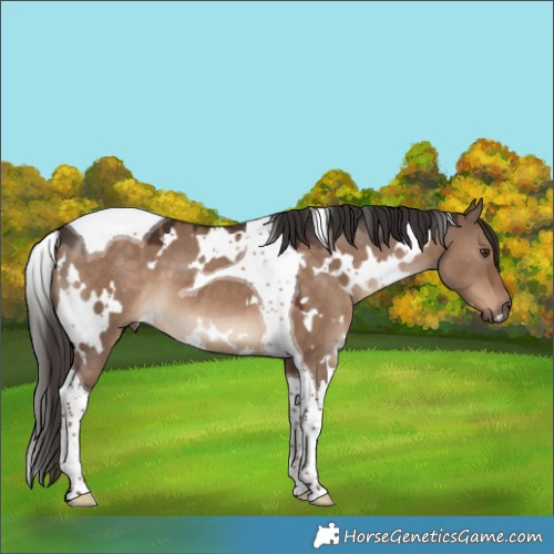 Horse Color:White Spotted Liver Red Dun Tobiano