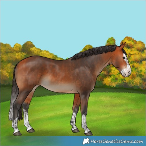 Horse Color:Bay and Bay Splash