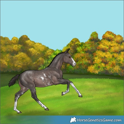 Horse Color:Platinum Liver Chestnut Sabino Tobiano Rabicano 