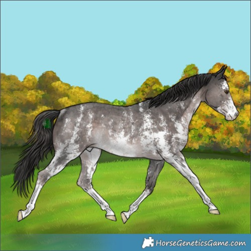Horse Color:Platinum Liver Chestnut Sabino Rabicano