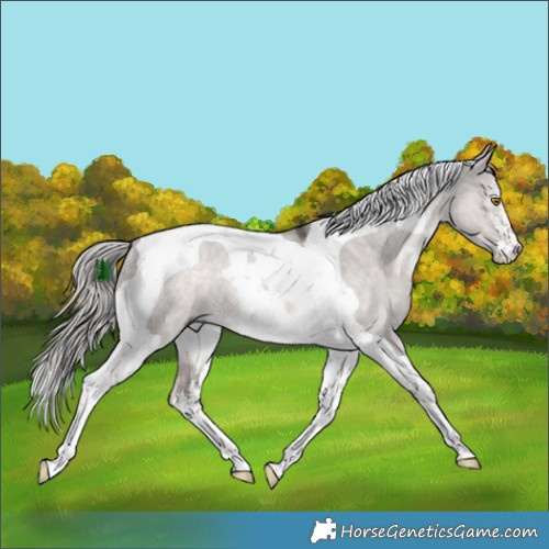 Horse Color:Platinum White Spotted Chocolate Palomino Dun Tobiano Rabicano 