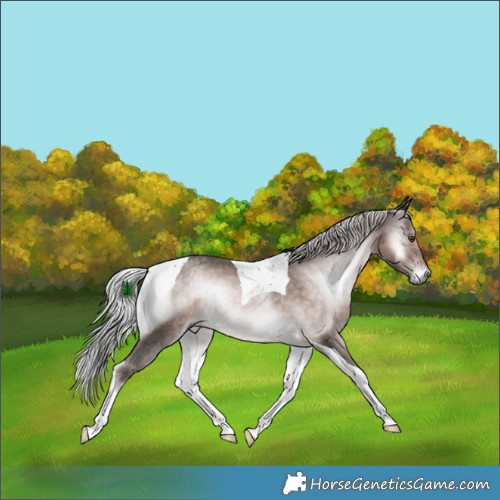 Horse Color:Platinum Chocolate Palomino Onyx Tobiano Rabicano