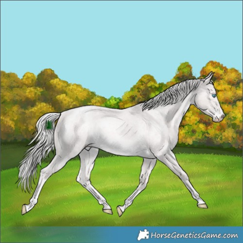 Horse Color:Platinum Cremello Roan Rabicano