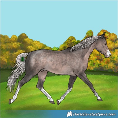 Horse Color:Platinum White Spotted Chocolate Palomino Rabicano