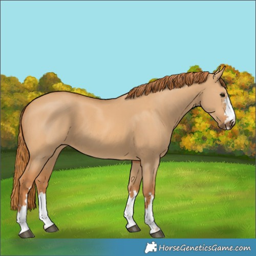 Horse Color:Red Dun