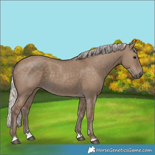 Horse Color:Silver Grullo 