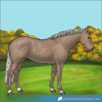 Horse Color:Silver Grullo