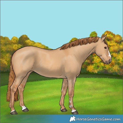 Horse Color:Red Dun