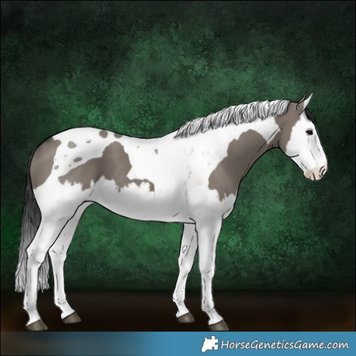 Horse Color:Grullo Splash Tobiano 